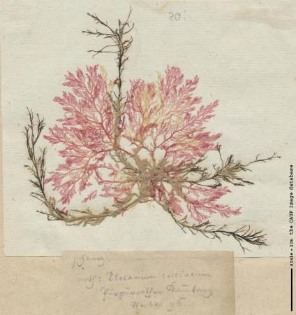 Plocamium cartilagineum 93.jpg